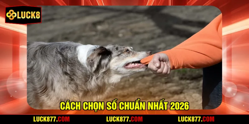 Cách chọn số chuẩn nhất 2026